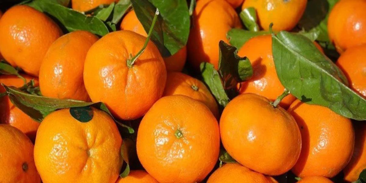 Clementine, sos prezzi: «Sono gli stessi di anno scorso»